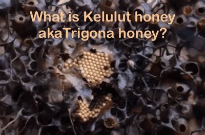 Honey is natural and has a long list of health benefits due to its antibacterial properties. Health benefits of Trigona honey (aka kelulut honey ...