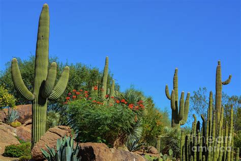 4 Desert Cactus Landscape In Maricopa County Arizona Photograph By