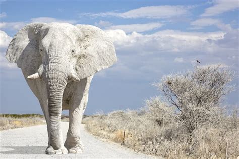 Albino Elephants Facts About Rare Animals Quizzclub