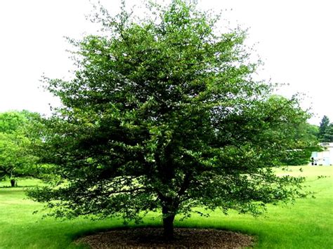 Hawthorn Tree Pictures Facts And Images On Hawthorn Trees