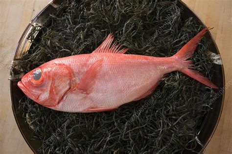 Fresh Fish Stock Image H1104532 Science Photo Library