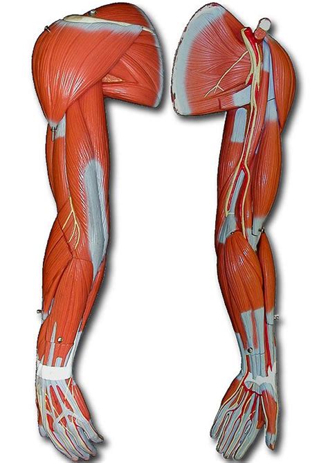 Anatomy Models Arm Anatomy Arm Muscles