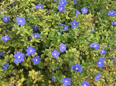 Drought Tolerant Plants For A Florida Friendly Landscape Zone 9 Uf