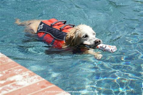 Dos And Tips Of Pool Safety With Your Dog