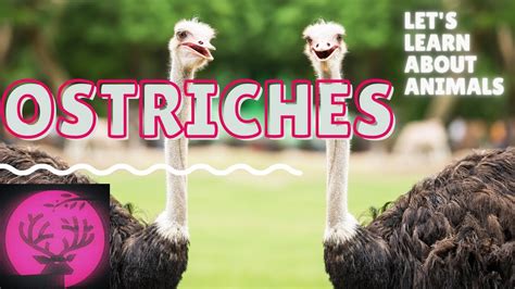 Ostriches For Kids Educational Video About The Ostrichesl Listening