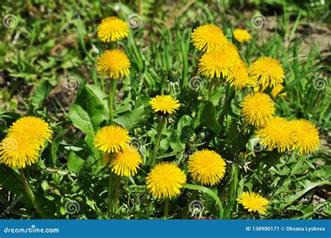Spring Field Of Yellow Dandelions Stock Image Image Of Bright