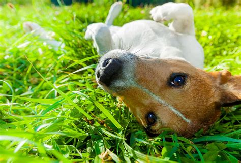 Is Your Dog Itchy All The Time Advice Vital Pet Club