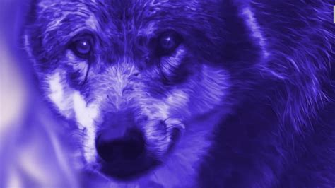 Purple Wolf Wallpaper Cave