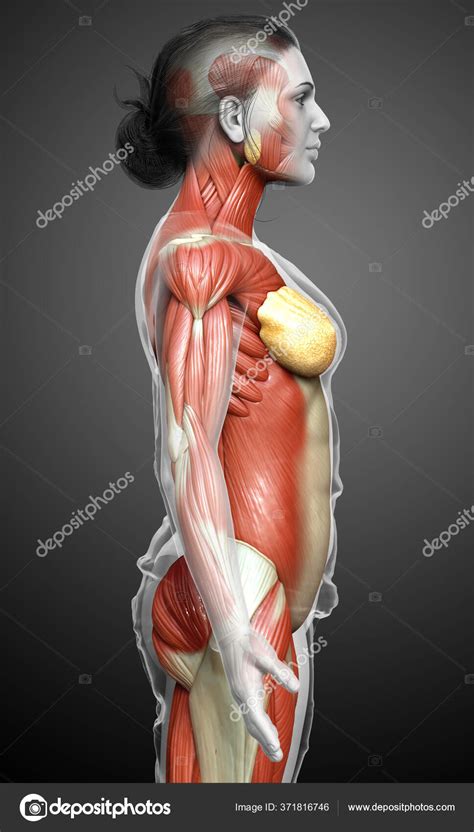 Rendered Medically Accurate Illustration Female Muscle System Stock