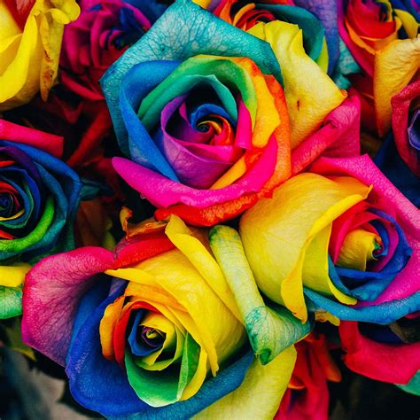Flower Rose Color Rainbow Art Nature Ipad Air Wallpapers Free Download