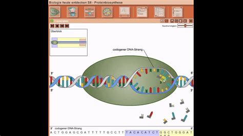 Wie du bereits gelernt hast, ist eine aminosäure mit drei aufeinanderfolgenden basen verschlüsselt. Biologie - Proteinbiosynthese - Transkription (Neu) - YouTube