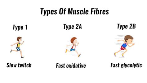 Muscle Fibre Types Fast Twitch Slow Twitch
