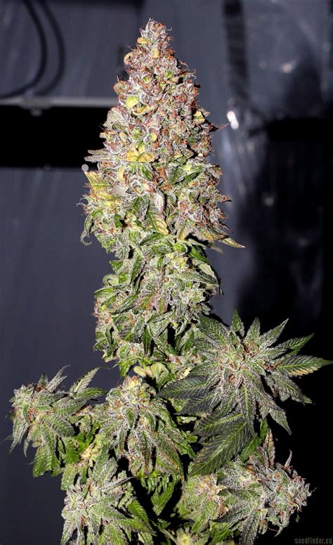 Commercial Ch9 Female Seeds Cannabis Strain Info