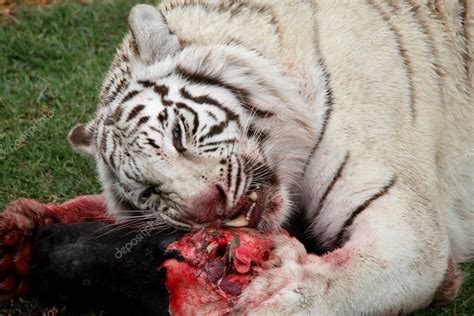 White Tiger Eating — Stock Photo © Fouroaks 2281809