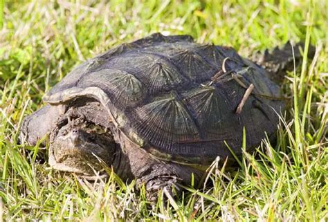 Snapping Turtle Facts Snapping Turtle Habitat And Diet