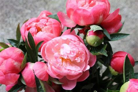 Яркие красивые цветы пионы обои для рабочего стола картинки фото