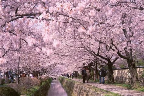 2018日本樱花季时间确定！买机票，赶紧的！ 知乎