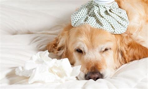 What Are The Signs That A Dog Has A Cold Recognizing Canine Cold Symptoms
