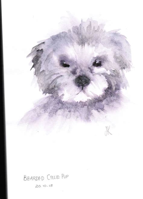 Bearded Collie Pup Watercolour Jess Knowles Flickr