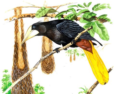 Crested Oropendola First Seen At Fort Lorenzo Many Birds With Their