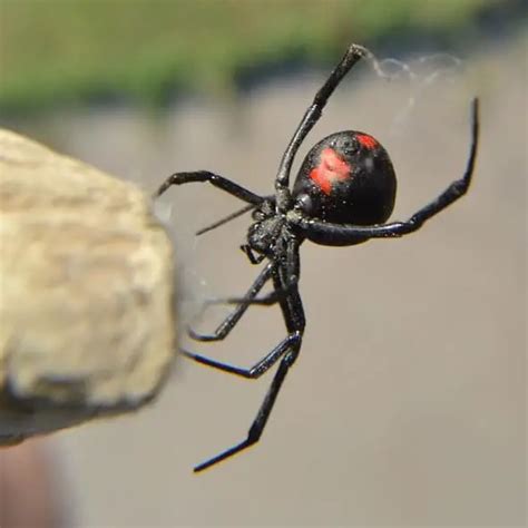 Northern Black Widow Spider Male Northern Black Widow Spider