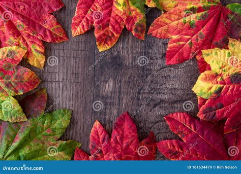 Patterned Fall Maple Leaves Red Green Red Orange And Yellow On A