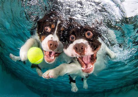 Hilarious Underwater Dogs Photo Series