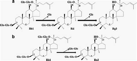 Transformation Pathways From Ginsenoside Rb1 Into Rg3 By Bgp1