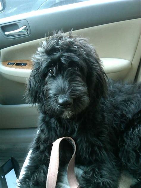 Specializing in raising beautiful well behaved berenedoodle puppies from the best.i am southern michigan's newest bernedoodle breeder! Home - Bernedoodles | Black labradoodle, Schnoodle dog ...