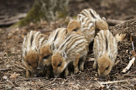 Wild Boars Piglets Stock Image C0181789 Science Photo Library