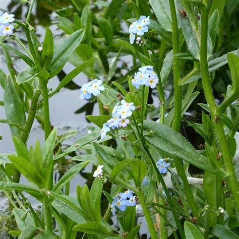 Buy Water Forget Me Not Myosotis Scorpioides £999 Delivery By Crocus