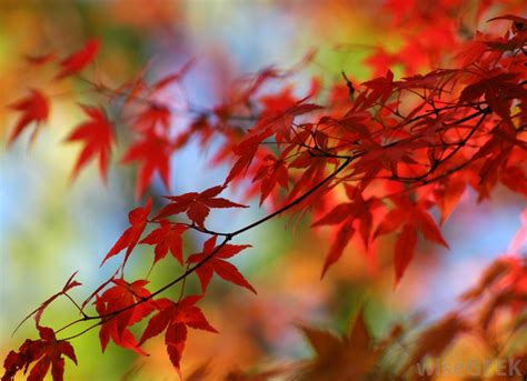 When Should I Prune My Japanese Maple With Pictures