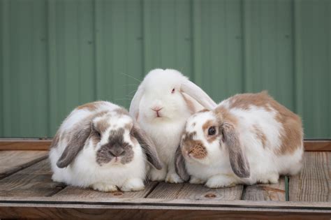 Bonding Rabbits How To Bond Pet Bunnies Ohio Holland Lops