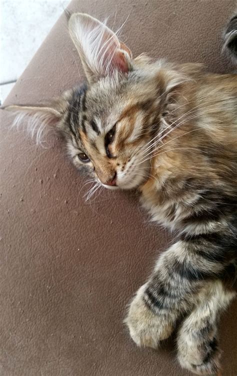 5.00out of 5 (1) sponge candy, delectable sea foam toffee covered in rich chocolate. Candy vom Quellmoor