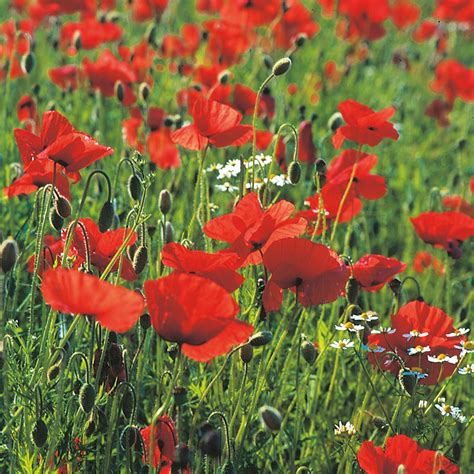 Wild Poppy Flower Seeds From Dt Brown