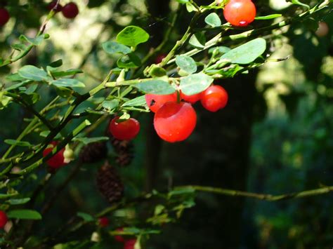 Pacific Nw Travels And Tails Wild Edible Berries Of The Pacific Northwest