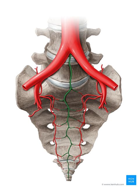 Median Sacral Artery Anatomy Branches Supply Kenhub