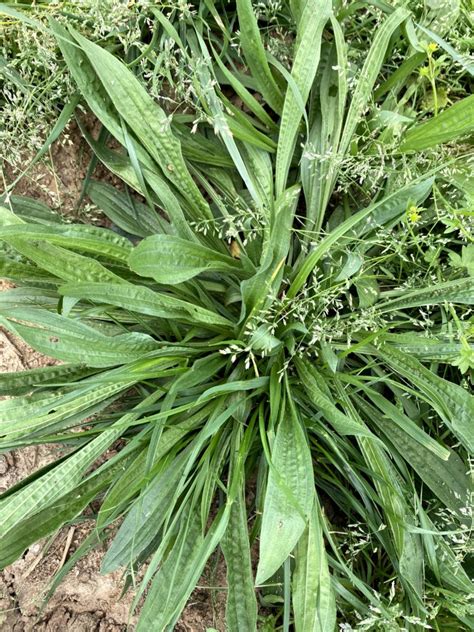 Plantain Weed E48