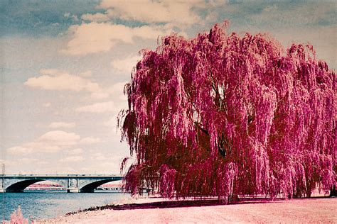 Weeping Willow Tree Along The Potomac River In Washington Dc