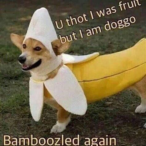 Bamboozled Banana Doggo Know Your Meme