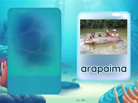 Animals In The Aquarium Flashcards Random Cards