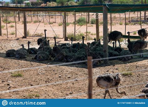 Ostrich Chicks In Enclosure On Farm Stock Image Image Of Fauna