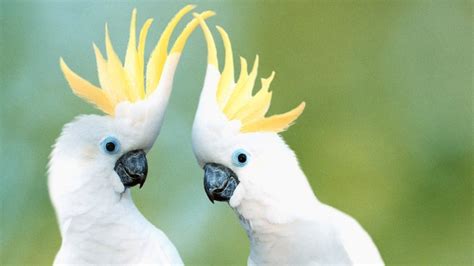 Wenn du einen vogel in deinem zuhause halten willst, empfehlen wir dir, am besten zwei oder mehr zu holen. Vögel Für Zuhause Arten