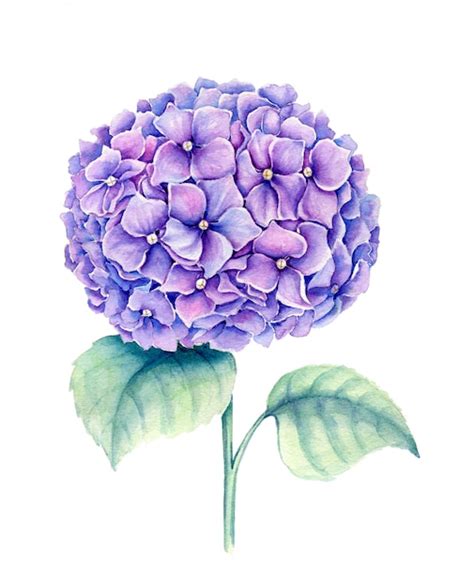 Premium Photo Violet Hydrangea Flower Vintage Watercolor Botanical