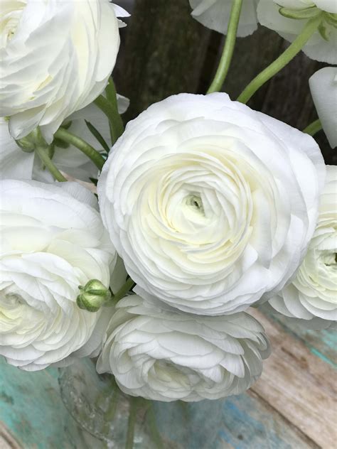 Simply White Ranunculus In Lake Oswego Or Juniper Blooms