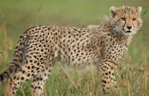Why Kenya Tanzania Safari Custom Made Kenya And Tanzania Safaris