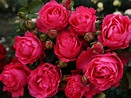 Edelrose 'Cherry Lady' ® - Finde Deine neue Rose + Online Ratgeber