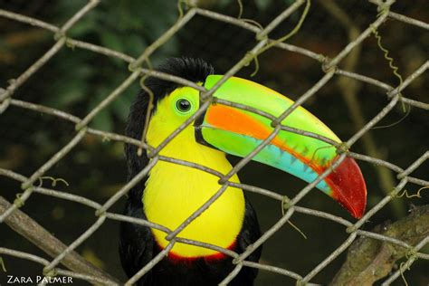 A Keel Billed Toucan Also Known As A Rainbow Billed Toucan At The