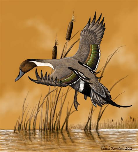 Perfect Landing Pintail Duck By Chuckrondeau On Deviantart Waterfowl