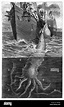 Giant Squid Attacking Ship, 1893 Stock Photo - Alamy